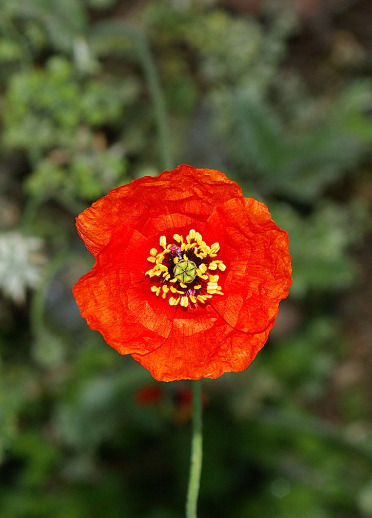 Papaveri (Papaver rhoeas e P. pinnatifidum)